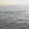 λύκος Μαγνησία
