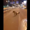 σκυλάκια