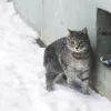 αδέσποτα