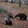 arkoudes