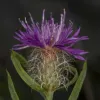 Campanula_pangea
