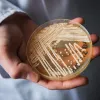 Candida auris