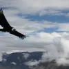 κονδορας