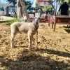 Πήγαν να σφάξουν αρνάκι έξω από εκκλησία
