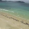 φάλαινες