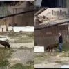 σκυλος