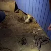 skilaki_texas