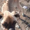 Υποσιτισμένο σκυλί