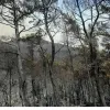 φωτιά Έβρος (2)