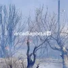 αρκαδία