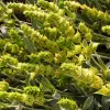 tsai-scardica-sideritis