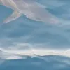 karxarias