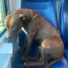 pitbull