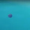 medousa