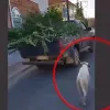 Σκύλος δεμένος σε ΙΧ