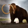 mamouth
