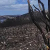 Τα καμένα στη Λίμνη Μαραθώνα
