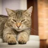 gata