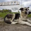 skilaki_chernobyl