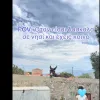 γαιδουράκι 