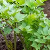 Lovage (Levisticum officinale)