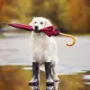 vroxi