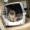 gataki