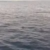 Καρχαρίας