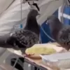 περιστερι