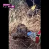 Πυροσβέστης δίνει νερό σε μικρό σκαντζόχοιρο 