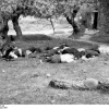 Κοντομαρί