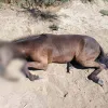 Νεκρό άλογο στον Έβρο 