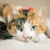 gata