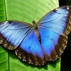 petalouda