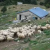 ktiniatros