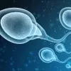 sperma