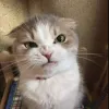 gata