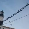 πουλιά