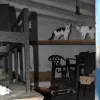 γάτα