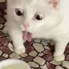 gata
