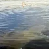 Καρχαρίας στην Κάρπαθο