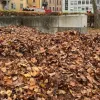 Η οπτική ψευδαίσθηση με τον σκύλο στην φωτογραφία που μπερδεύει το διαδίκτυο