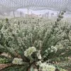 Arethousa_slider