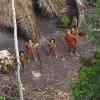 amazonios