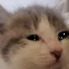 gata