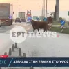 αγελαδα