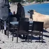 Αχαΐα: Αγελάδα έκανε τη βόλτα της στην παραλία αφήνοντας άφωνους τους θαμώνες