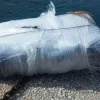 Δέμα κοκαϊνης