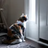 gata