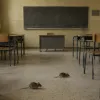 ποντι